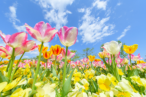 一輪の花も、広大な花畑も。ワンランク上の写真が撮れる、花の撮影 ...