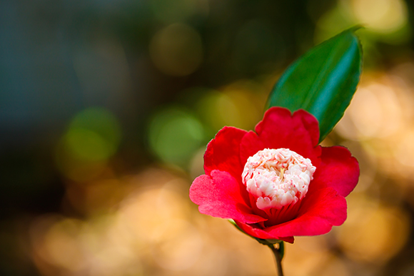 一輪の花も 広大な花畑も ワンランク上の写真が撮れる 花の撮影テクニック 富士フイルムのフォトブック