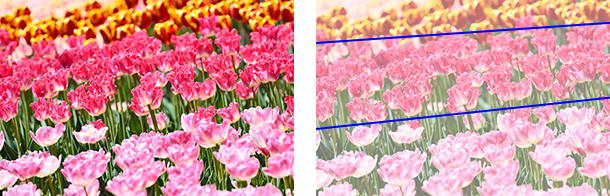 一輪の花も 広大な花畑も ワンランク上の写真が撮れる 花の撮影テクニック 富士フイルムのフォトブック