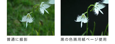 色画用紙比較画像