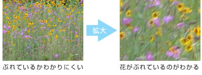 花のぶれている状態の比較画像