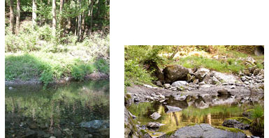 順光で撮った川辺の写真